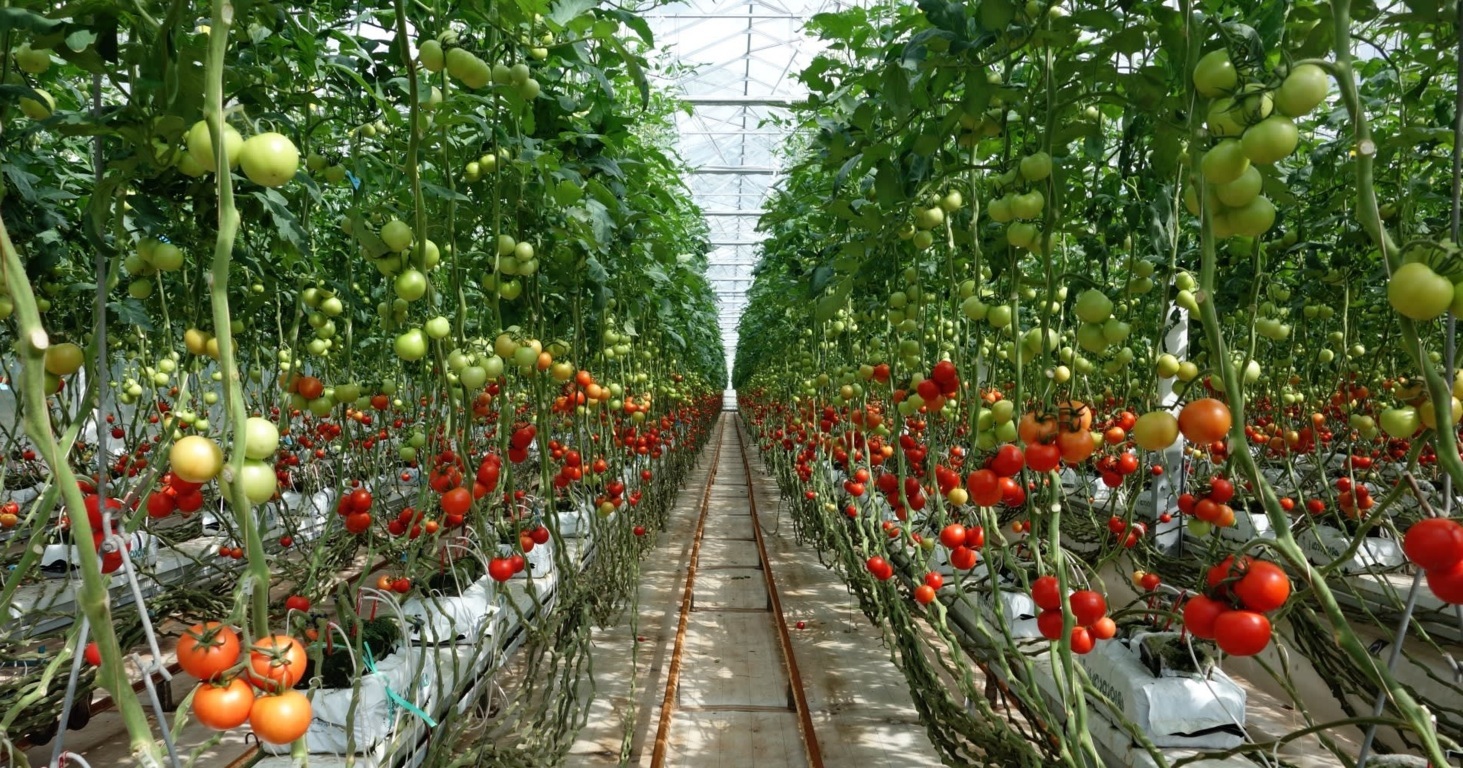 Đơn hàng trồng cà chua là công việc thuộc nhóm ngành nghề nông nghiệp nhà kính.